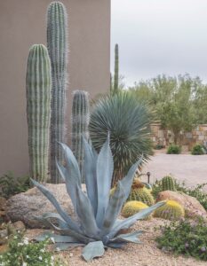 Desert Foothills Landscape