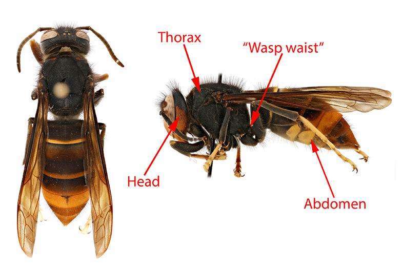 yellow-legged hornet