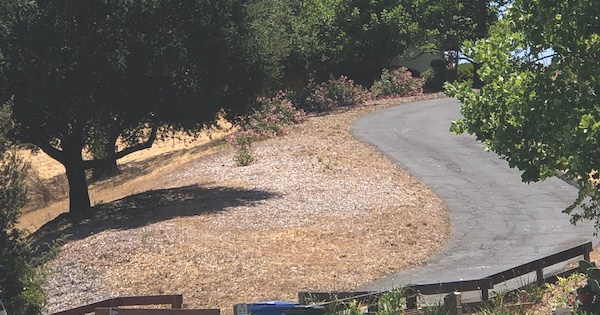 Firewise Landscaping