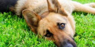 Naturalawn Dogs