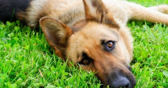 Naturalawn Dogs
