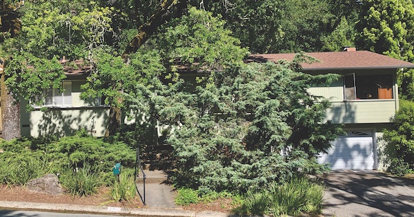 Firewise Landscaping