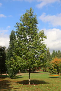 Buley Tree Diversity