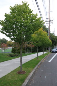 Buley Tree Diversity