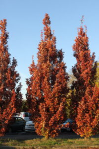 Buley Tree Diversity