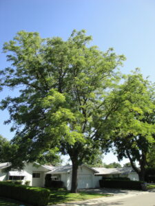 Buley Tree Diversity