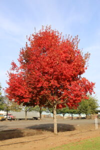 Buley Tree Diversity