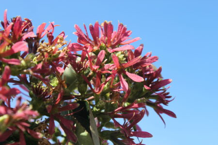 Buley Tree Diversity