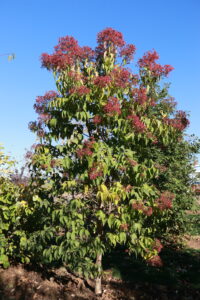 Buley Tree Diversity