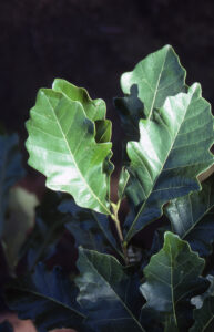 Buley Tree Diversity