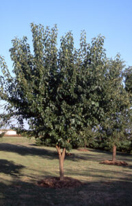 Buley Tree Diversity